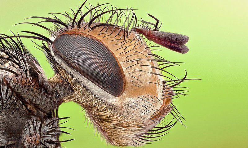 The Handsome фото превью