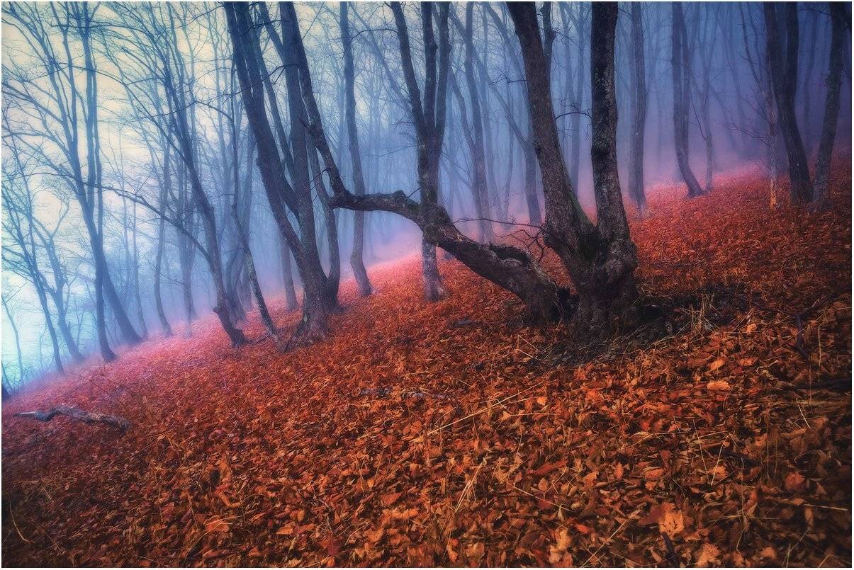 Деревья, Лес, Листья, Андрей Кровлин