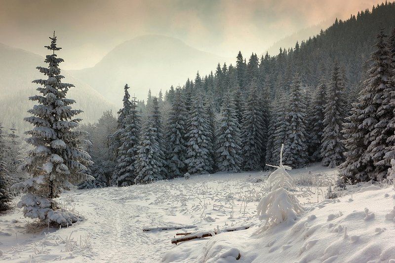 В лесу родилась елочка... фото превью