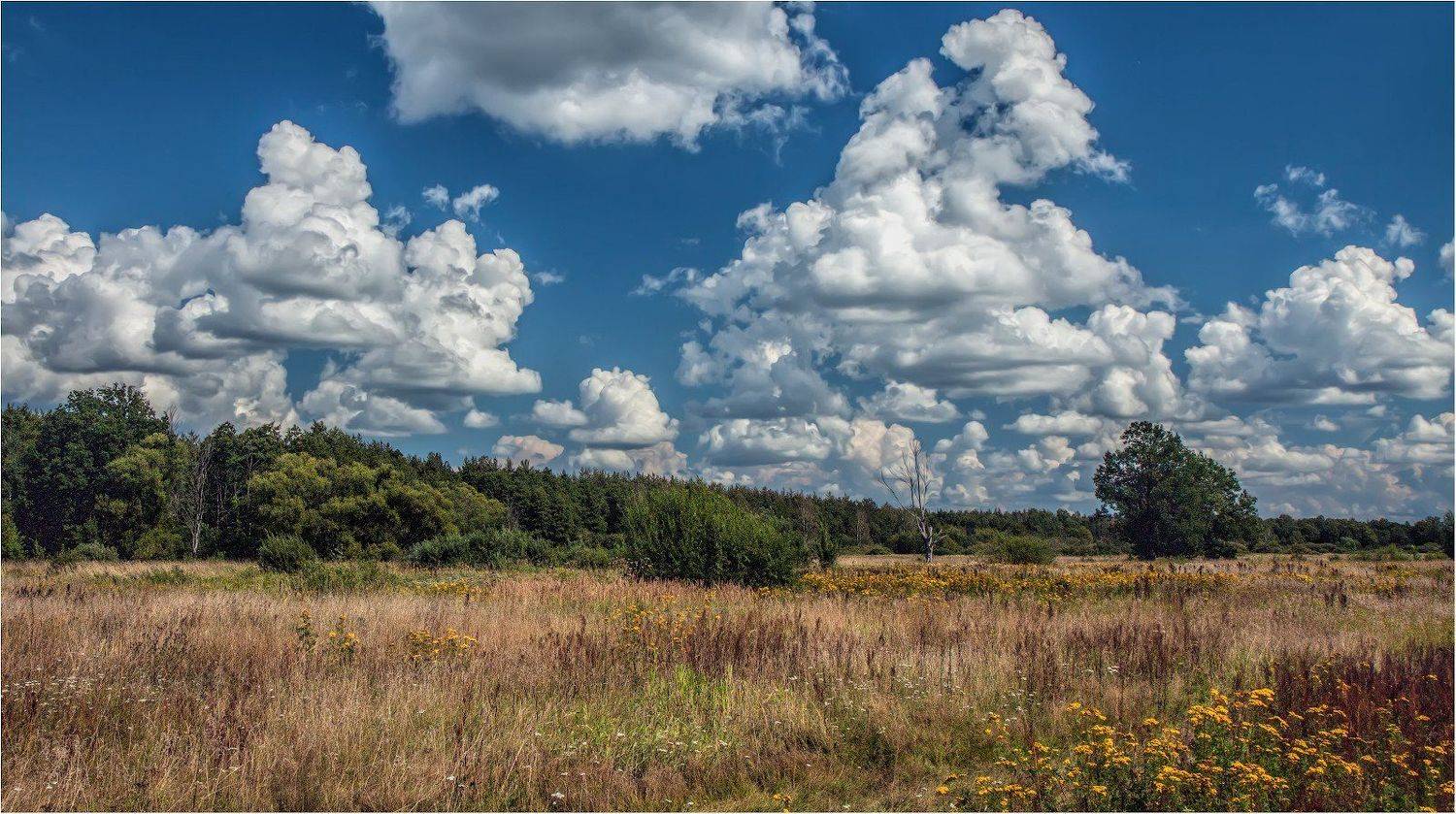 , Владимир Веснин