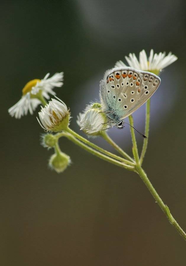 , Чепленко Алексей