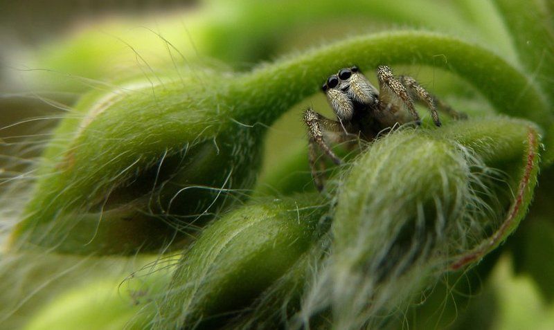 przybysz фото превью