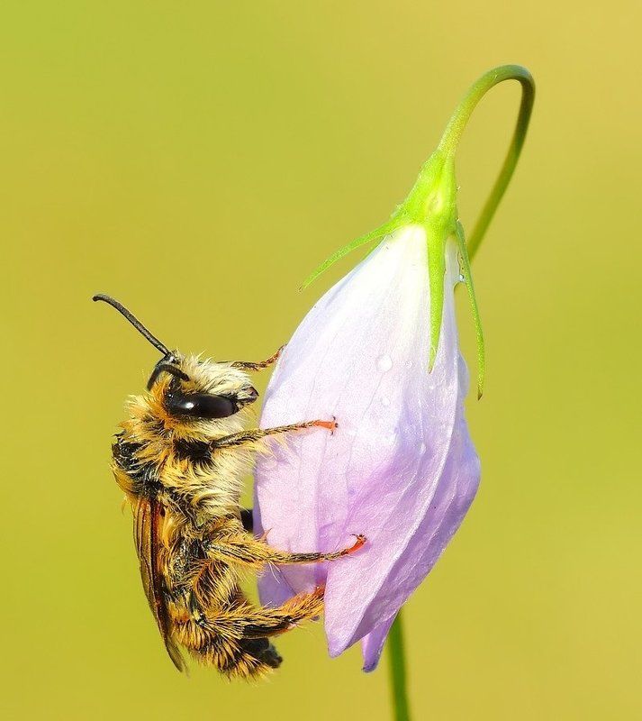 Где нектар? фото превью