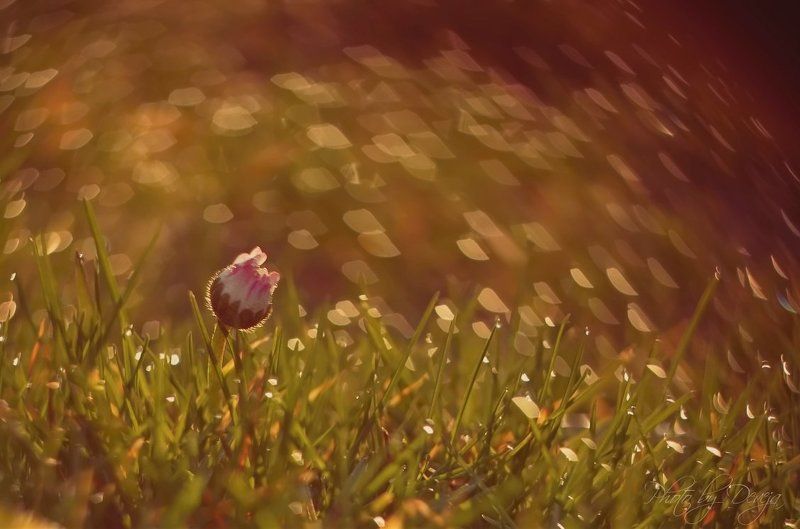 nature В утренней росе фото превью