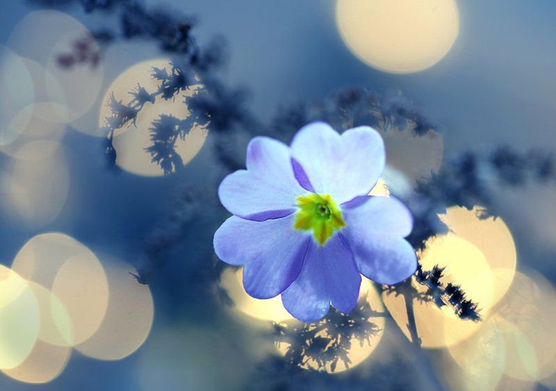 ..... фото превью