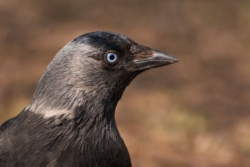 Крупным планом фото превью