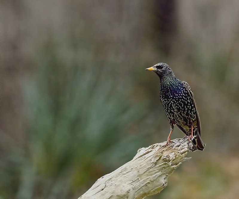 Sturnus vulgaris фото превью