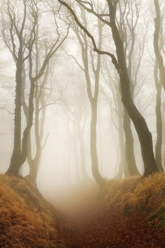 Forest road