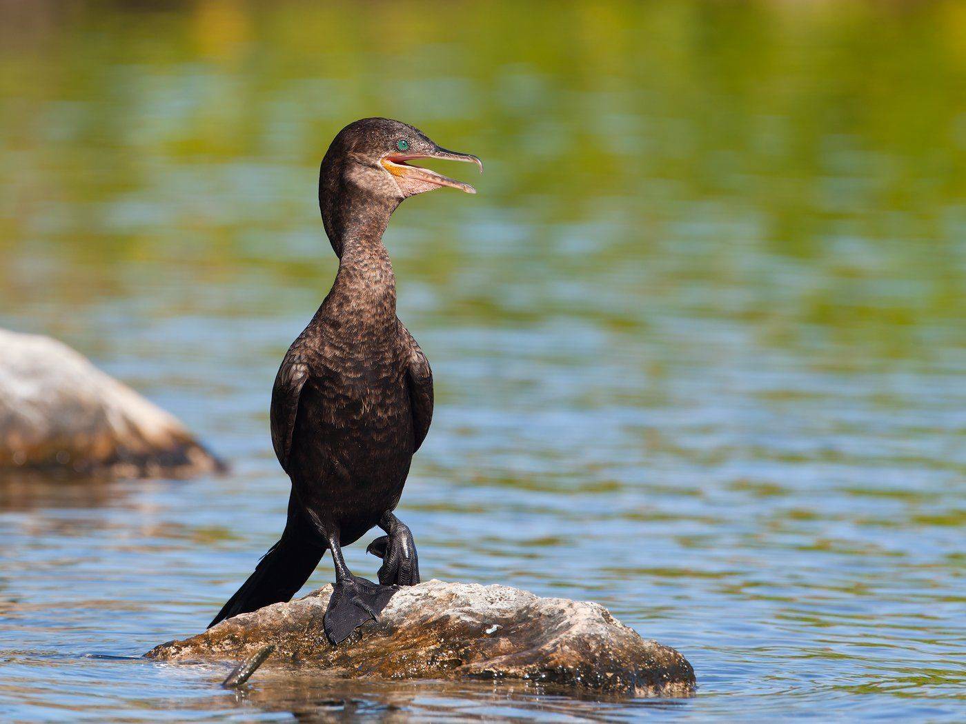 , Андрей Канышев