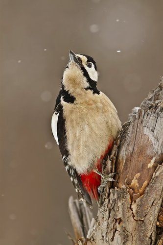 пёстрый дятел (лат. Dendrocopos major)