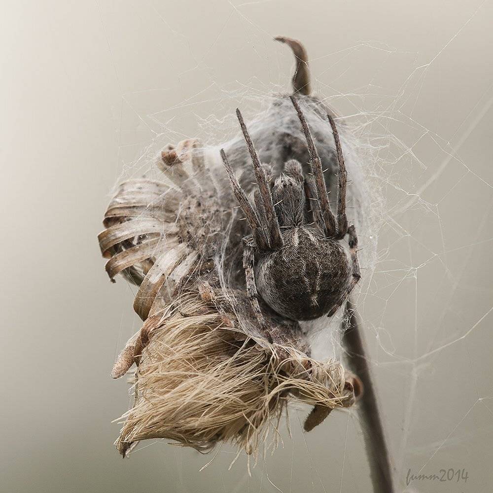 , Игорь ФУММ