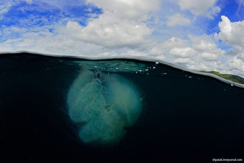 Busuanga Bay. Jellifishe\'s splits. фото превью