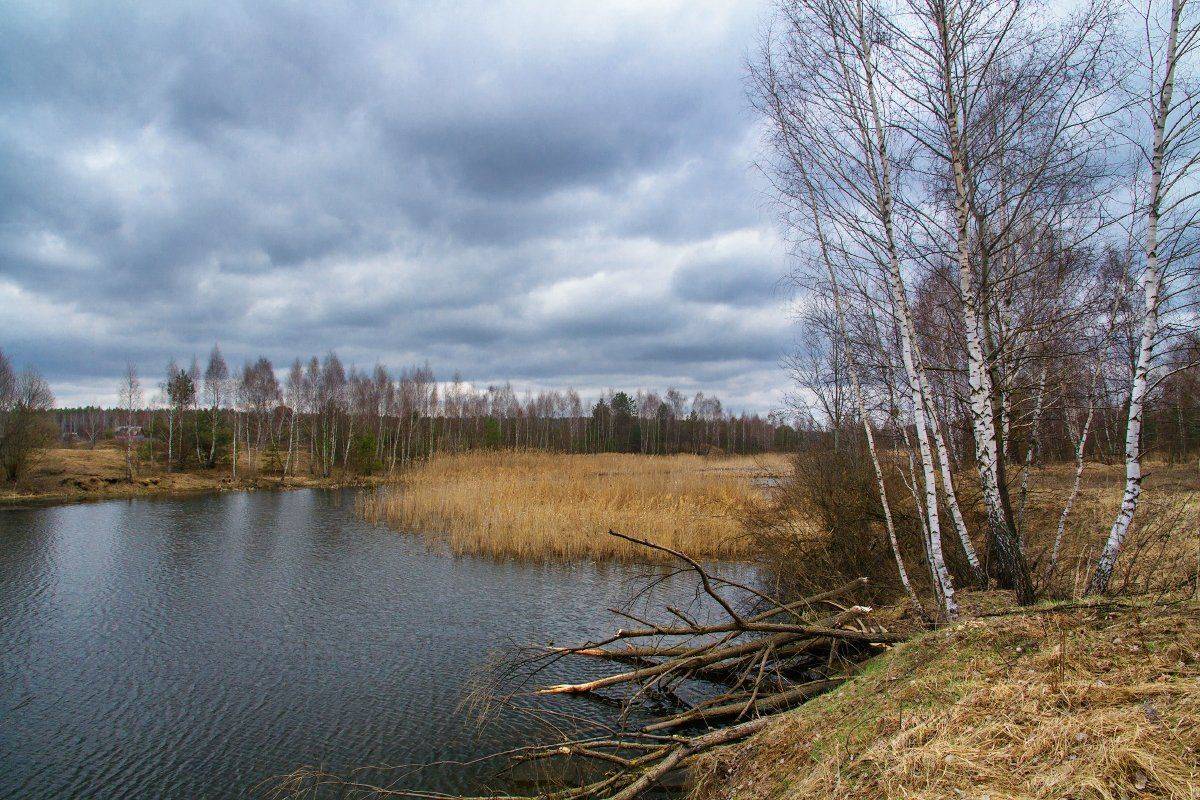 Березы, Бобры, Весна, Пейзаж, Полесье, Природа, Александр Удовиченко