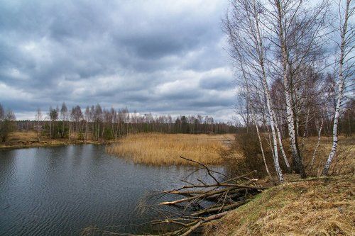 Перезимовали...бобры...