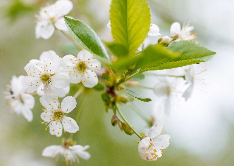 Вишня фото превью