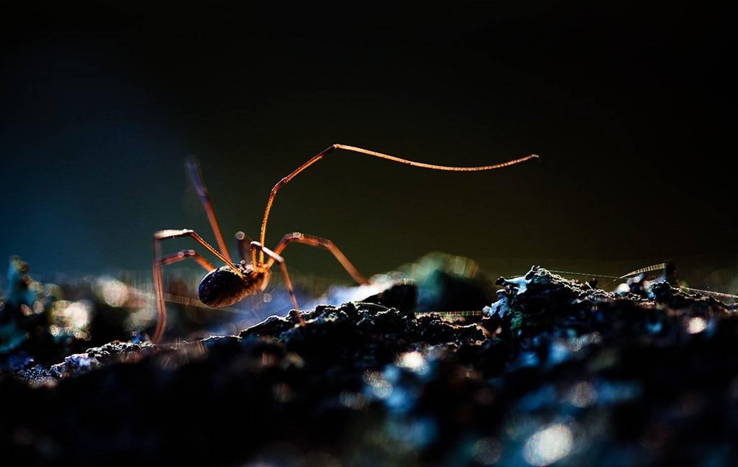 длинноногий, Юлия Втюрина