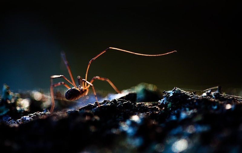 длинноногий и пришел длинноногий... фото превью