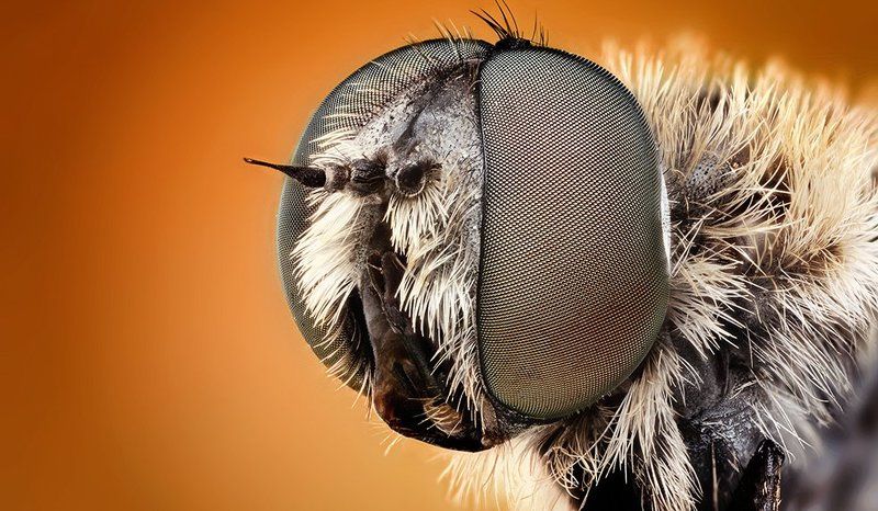 Fire Fly фото превью