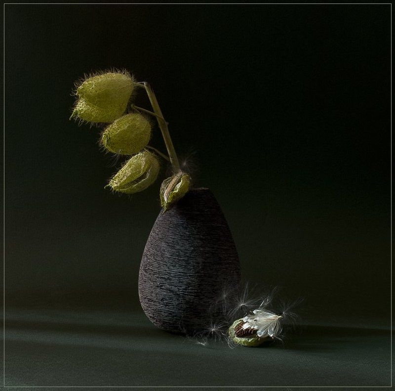 Колючки... фото превью