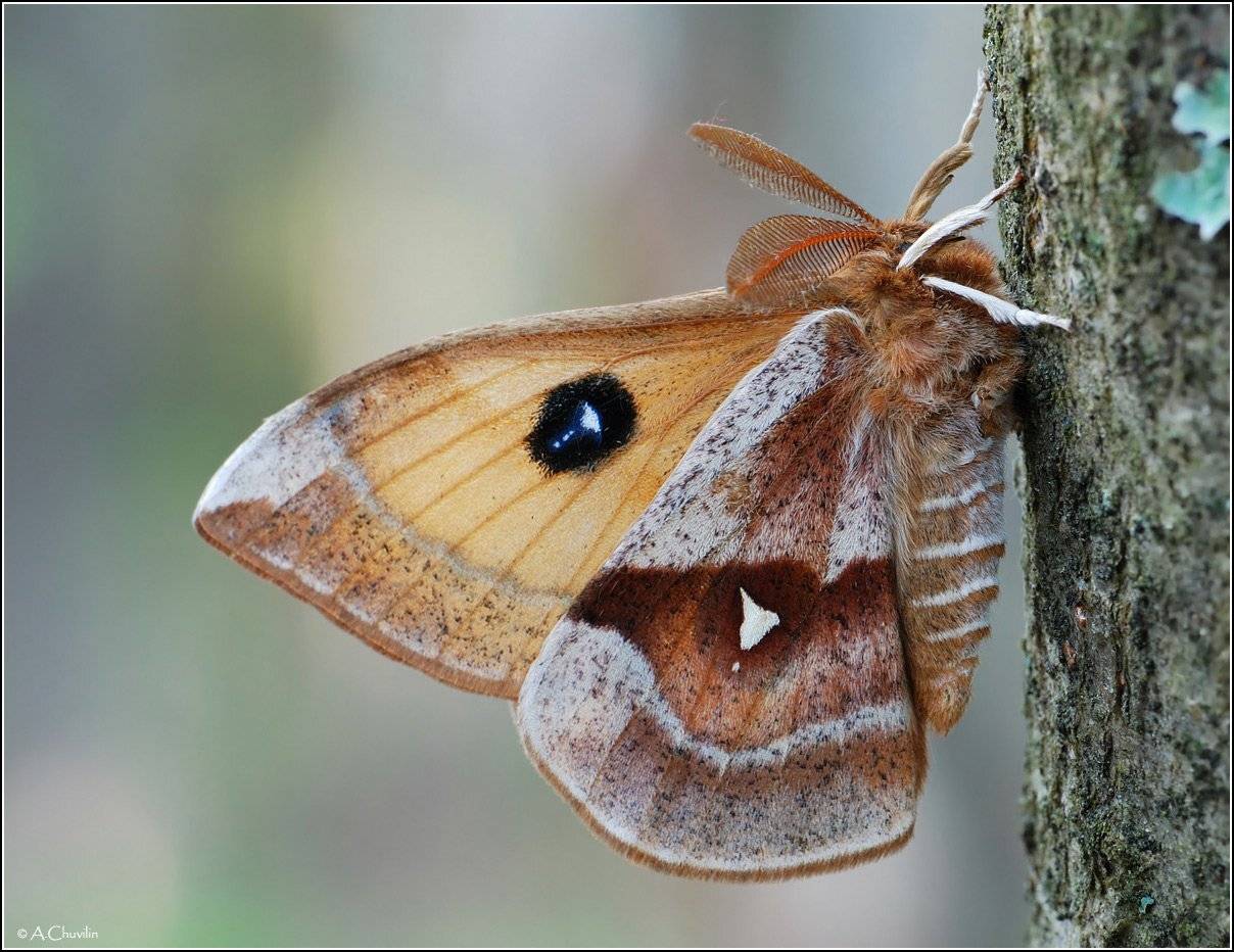рыжий,павлиний,глаз,бабочка,tau, Александр Чувилин