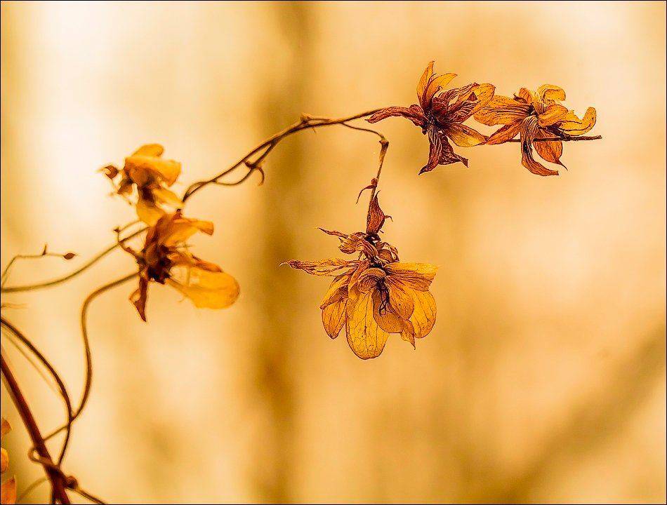 , Бурлов Андрей