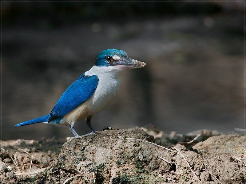 Kingfisher, Альциона белошейная, Птицы, Фотоохота Kingfisher (Альциона белошейная) фото превью