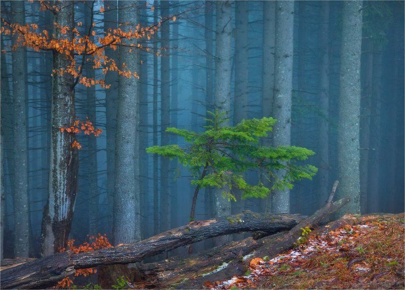 Карпатский Лес фото превью