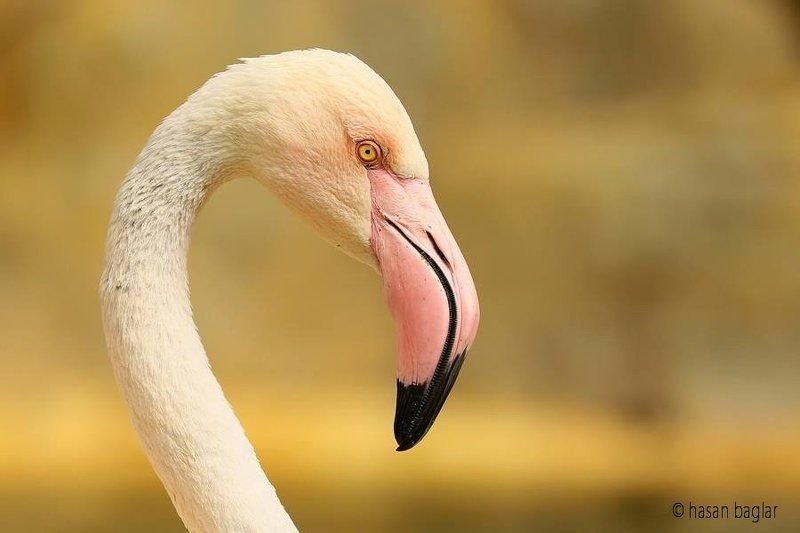 Flamingos фото превью