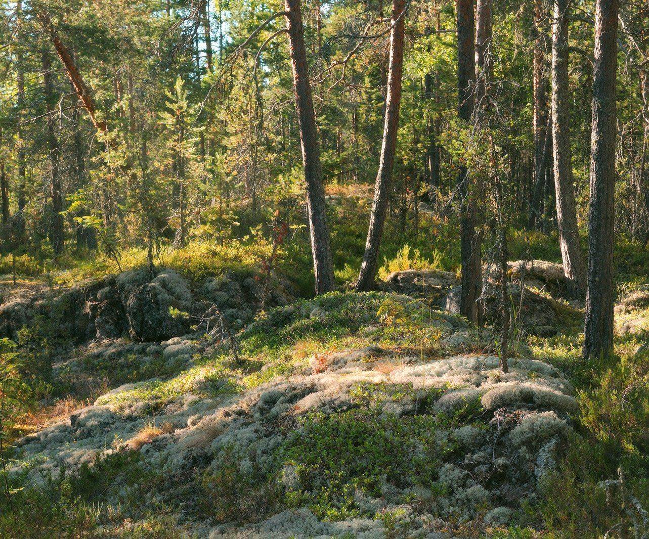 , Сергей Седов