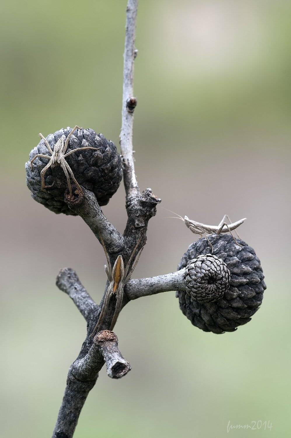 , Игорь ФУММ