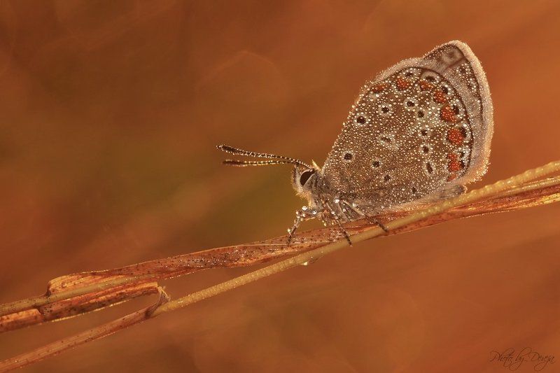 nature Оранжевый объятия фото превью
