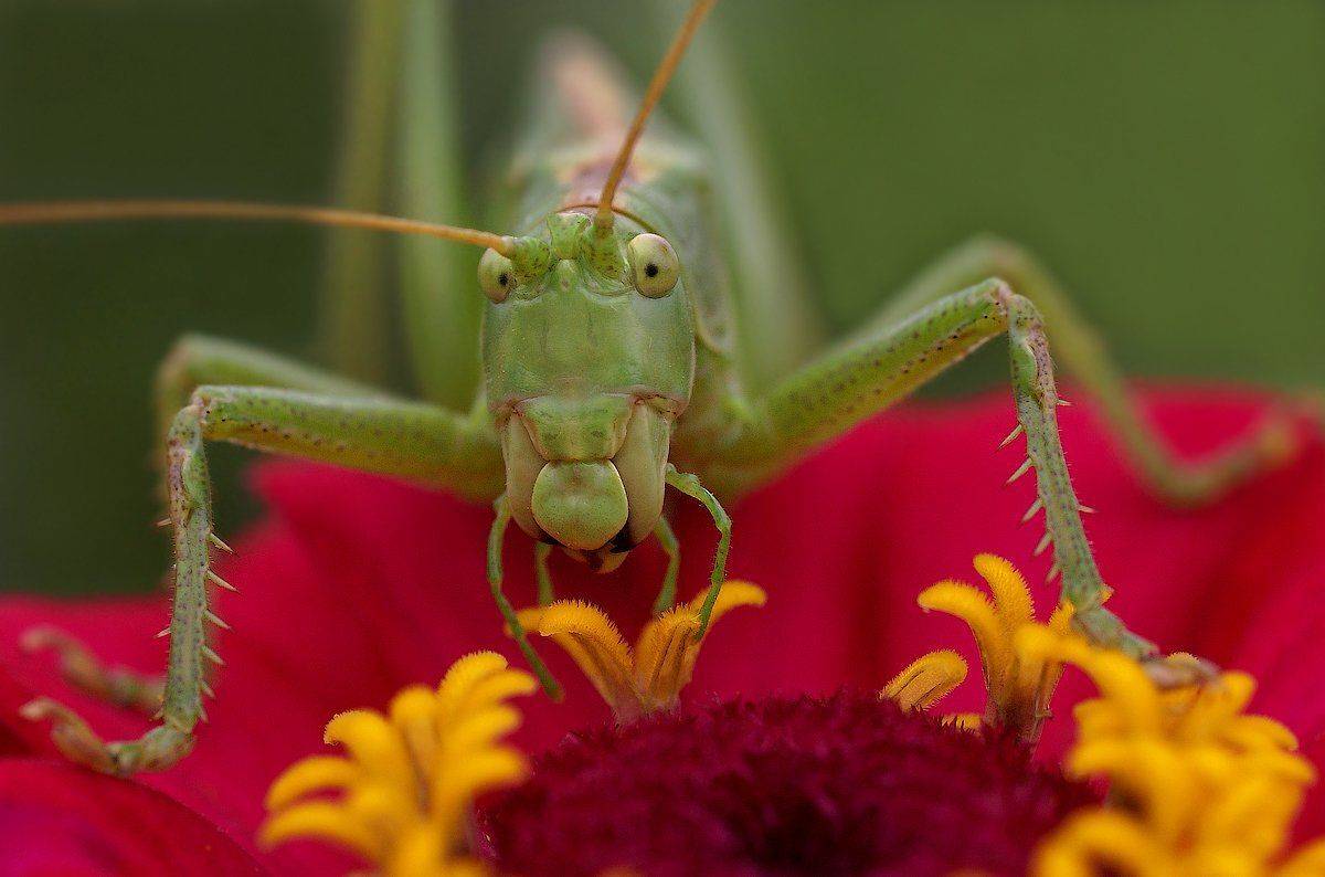 , Ирина Фурашова