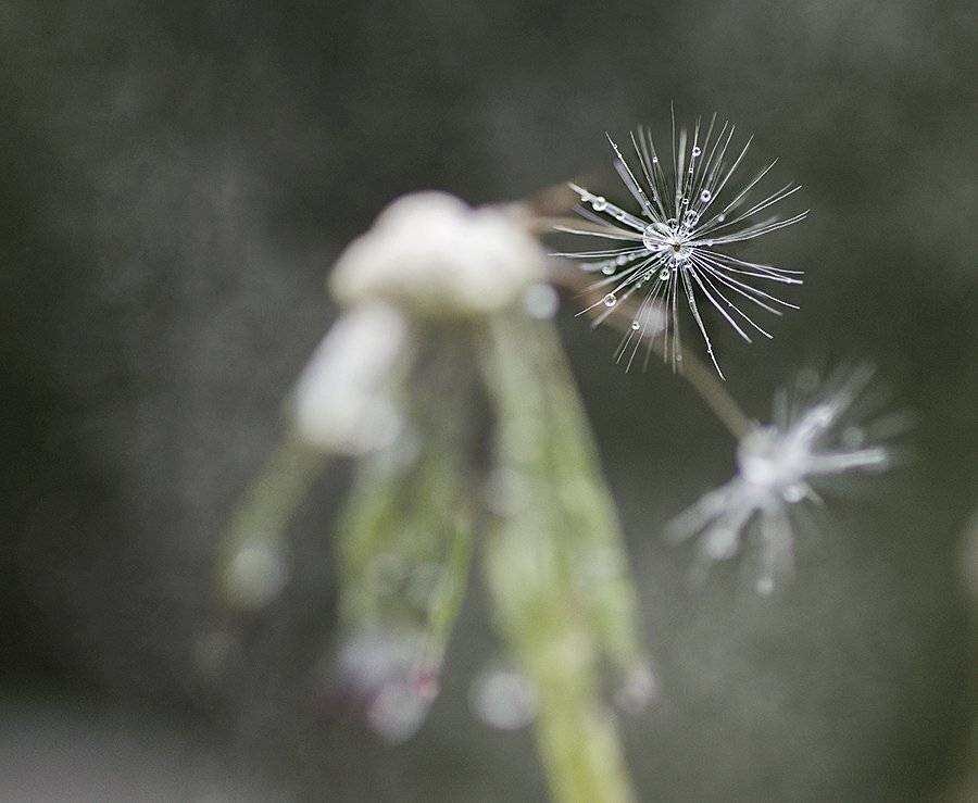 , Таня  Маркова