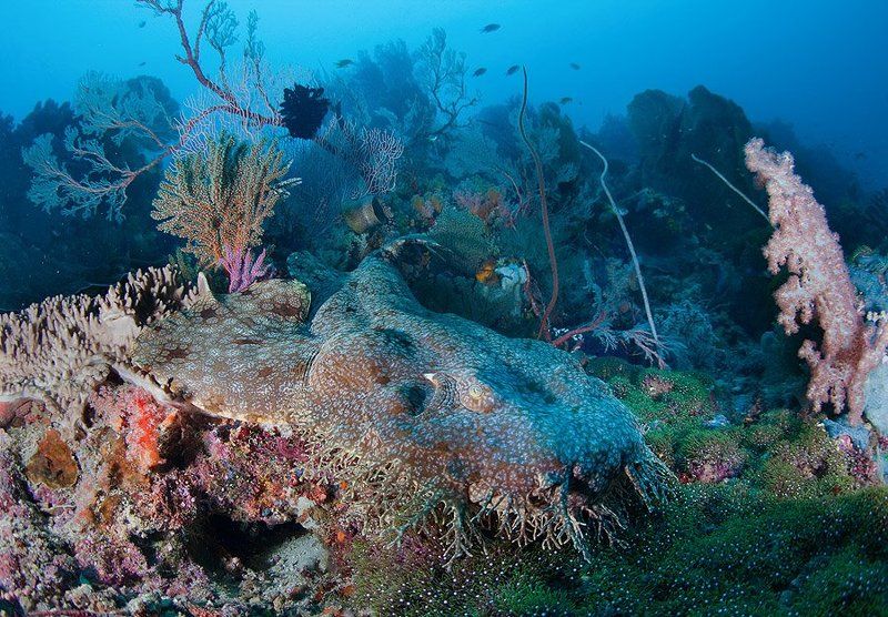 Австралийская ковровая фото превью