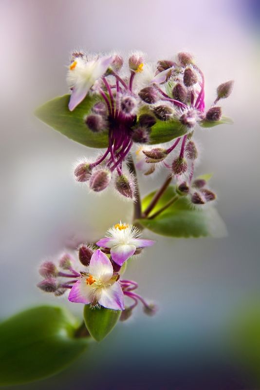 Традесканция... фото превью