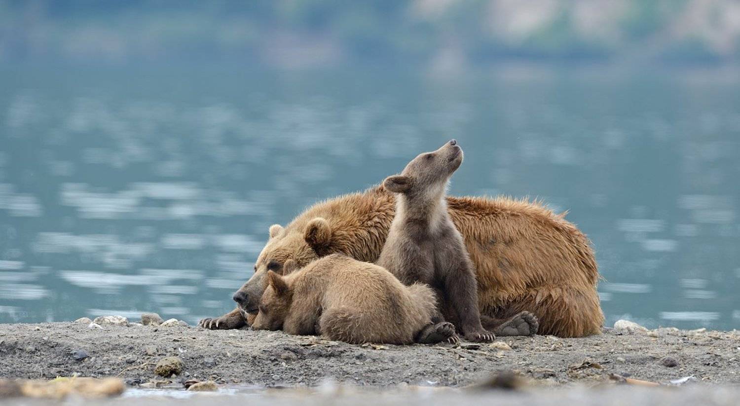 , Александр Малецкий