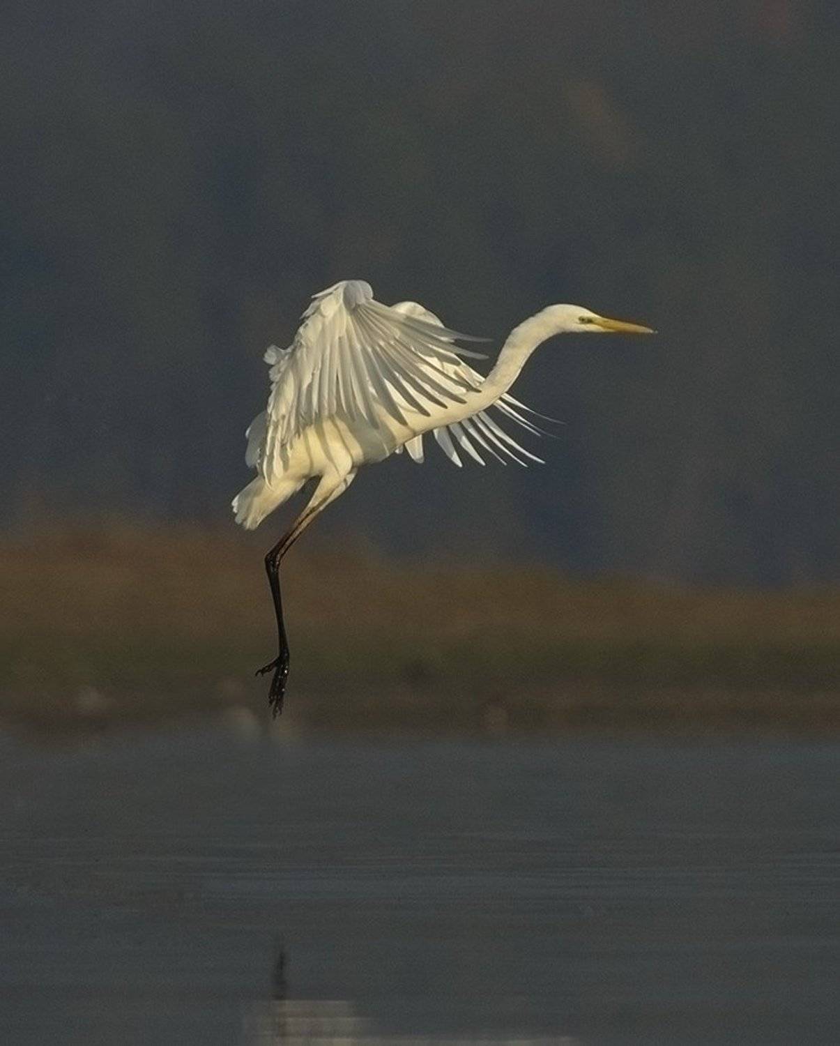 , Станислав Станчев