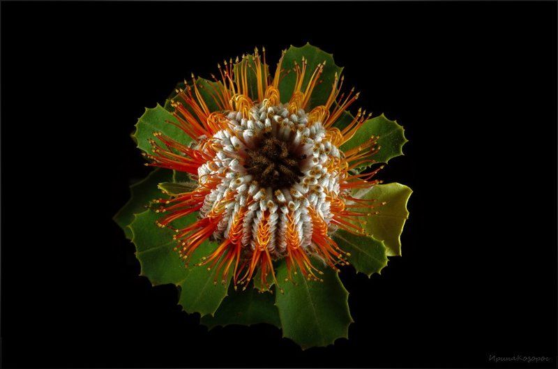 Банксия фото превью