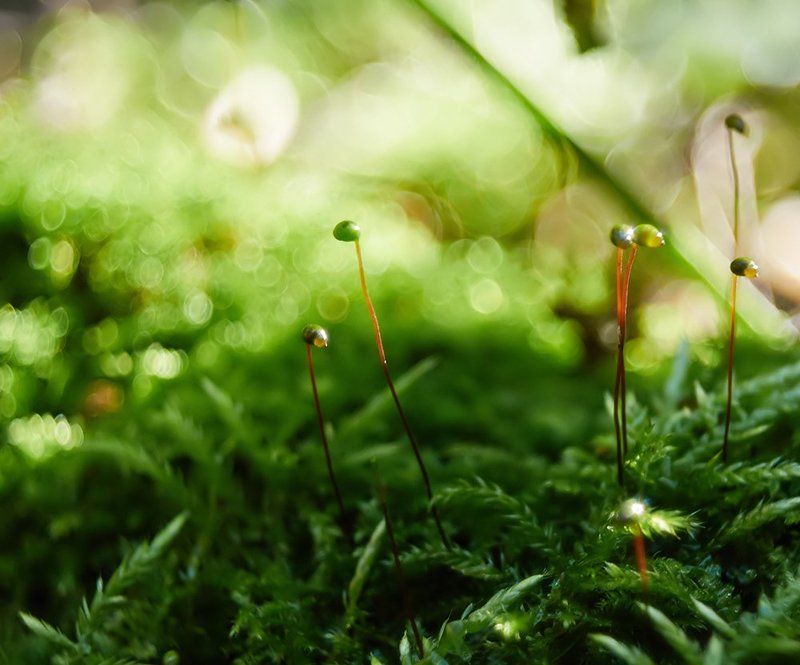 *** фото превью