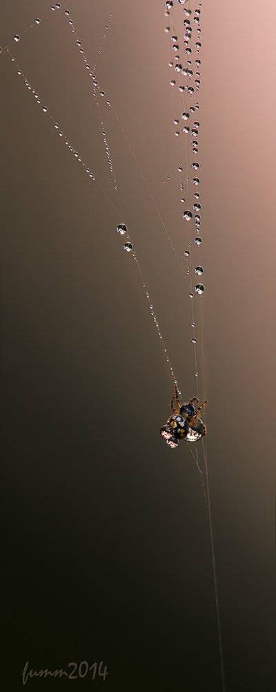 , Игорь ФУММ