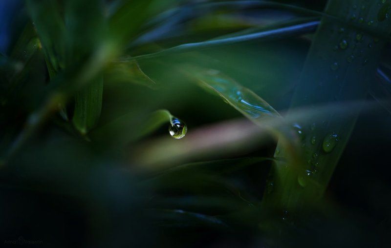 Жемчужина фото превью