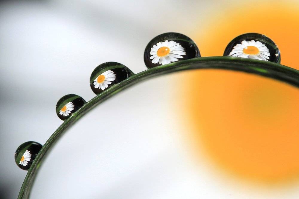 ромашка, капли, капля, ромашки, отражение, лето, макро, Sokolova Tatiana