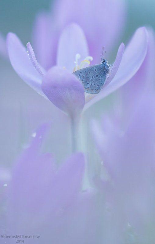 В тумане осенних цветов фото превью