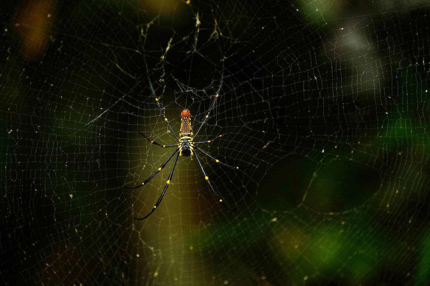 , Прожигин Максим