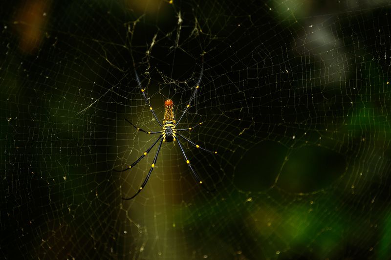 Где-то а джунглях фото превью