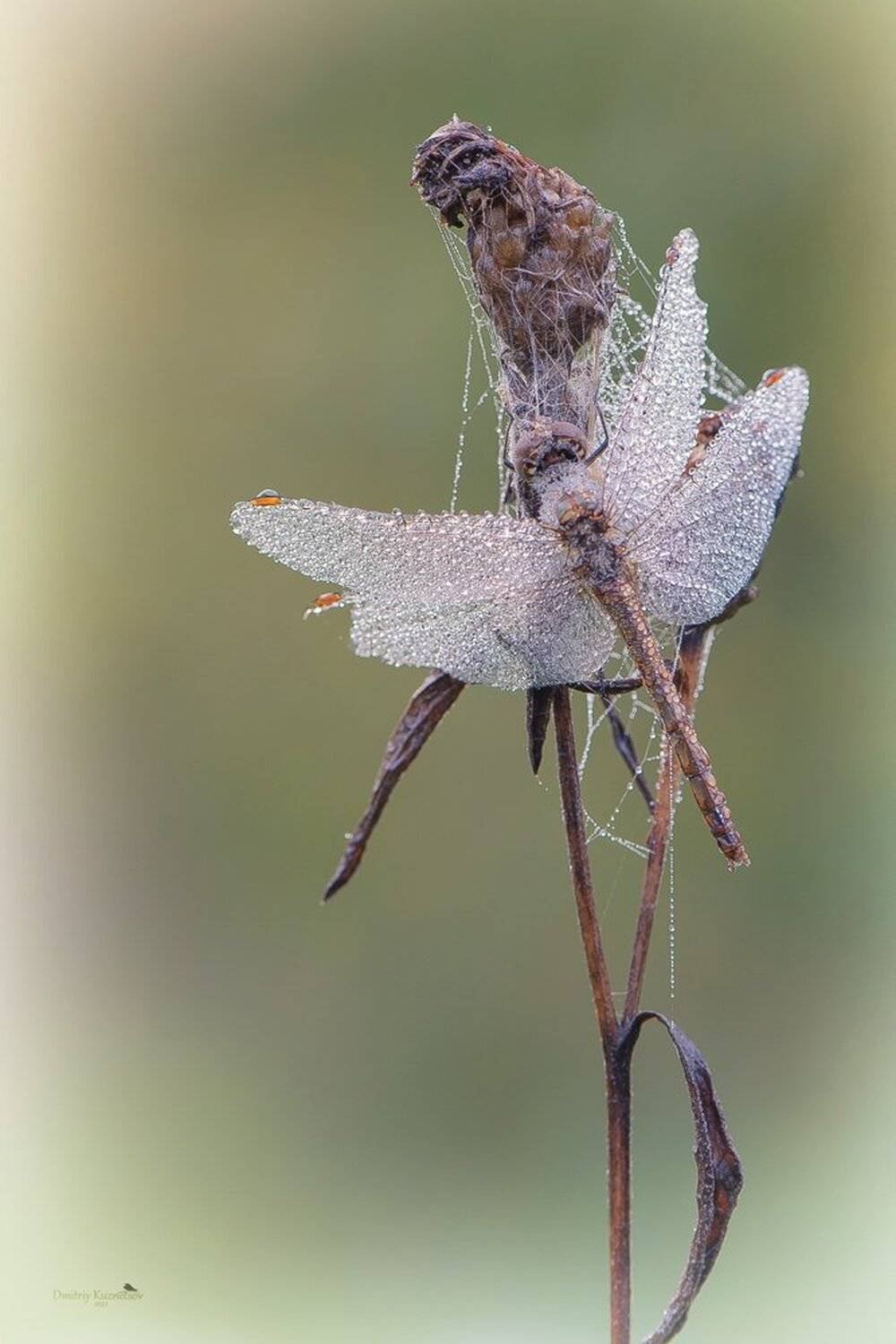, Кузнецов Дмитрий