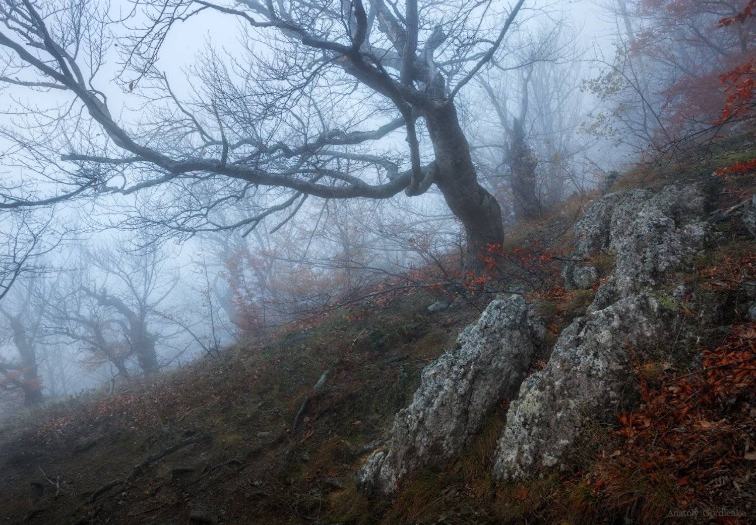 , Анатолий Гордиенко