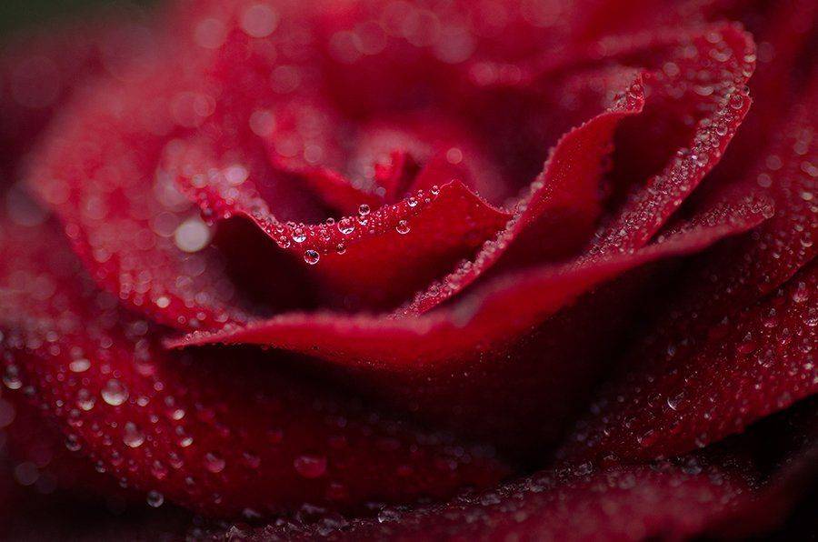 , Таня  Маркова