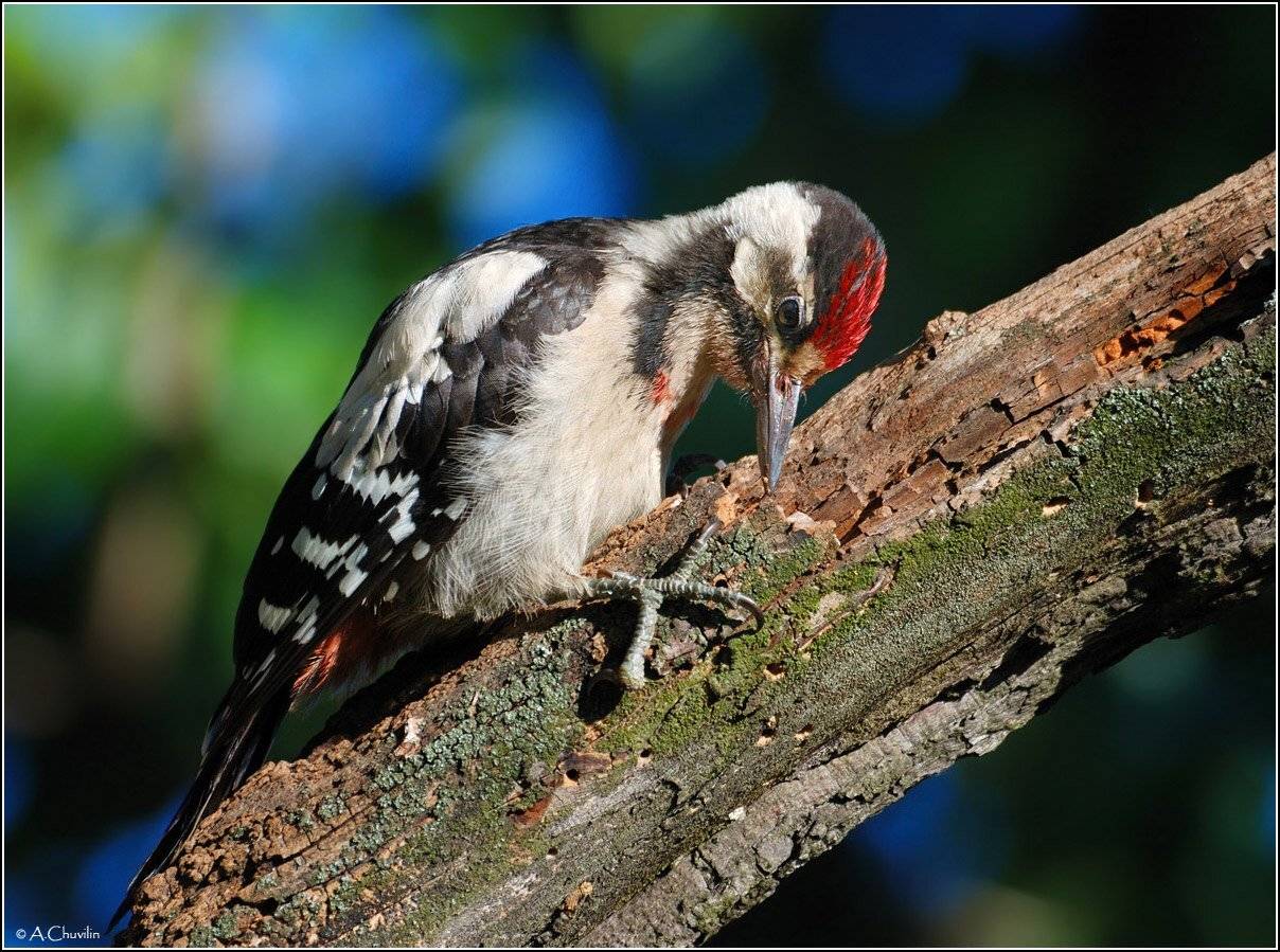 дятел,сирийский,молодой,самец, Александр Чувилин