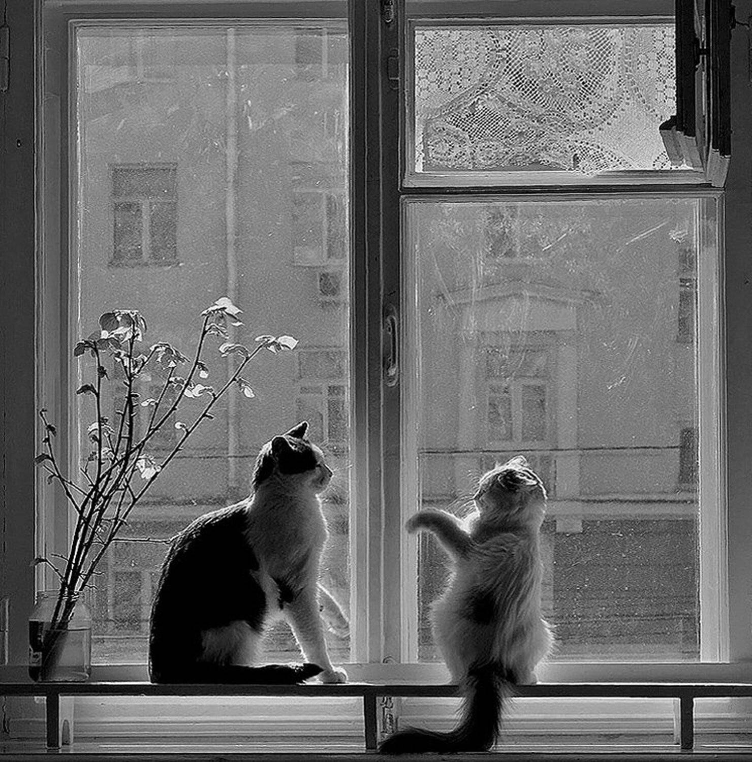 кот, кошка, отшила, Михаил Агеев